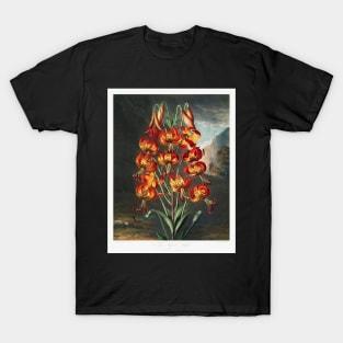 The Superb Lily T-Shirt